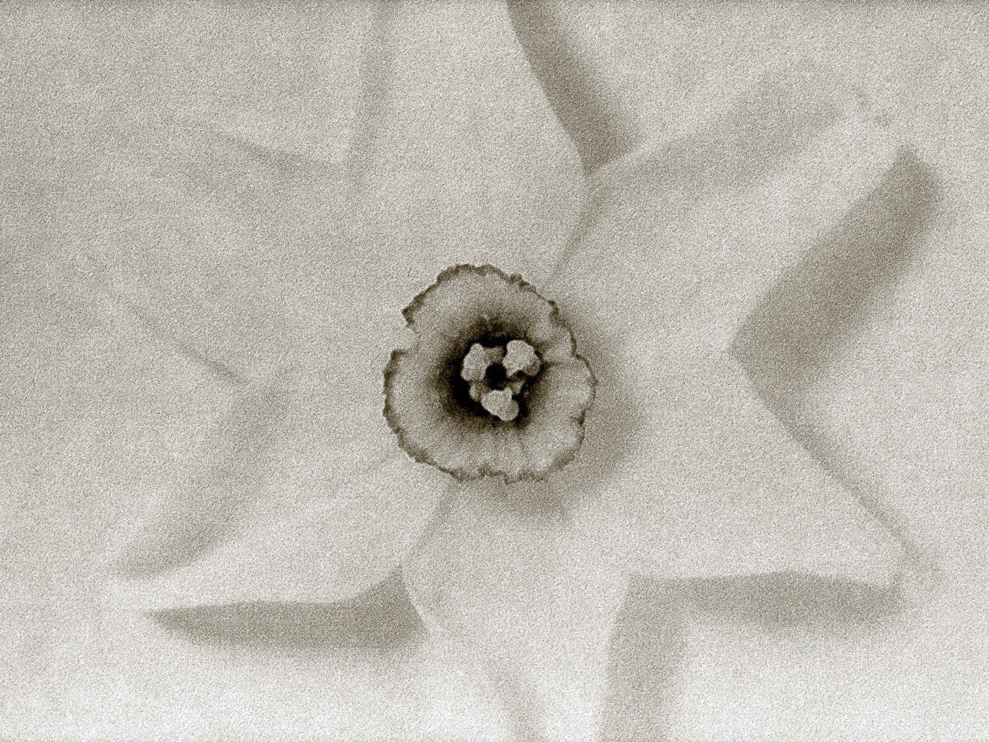 Ziggy Kańczukowski – Daffodil (2004)