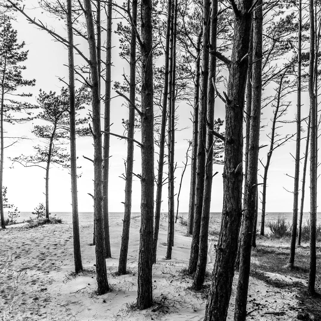 Fine art photography Dunes I by Ziggy Kańczukowski, a black and white image of a forest with tall trees growing on sandy ground.