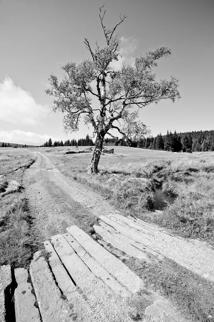 Fine art photography Izera Meadow by Ziggy Kańczukowski capturing a wooden bench on a dirt path with a tree and open field in the background.
