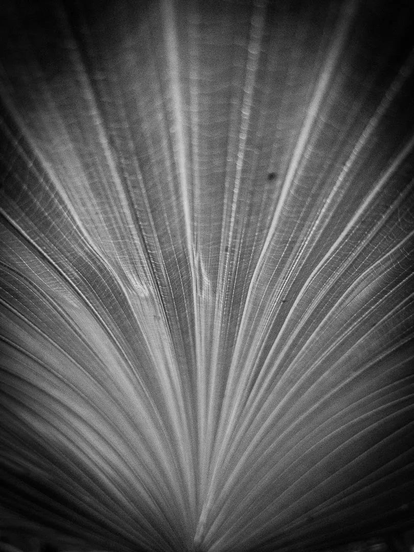 Fine art photography Structure 05 by Ziggy Kańczukowski featuring a close-up, black and white depiction of a palm leaf with intricate vein patterns.