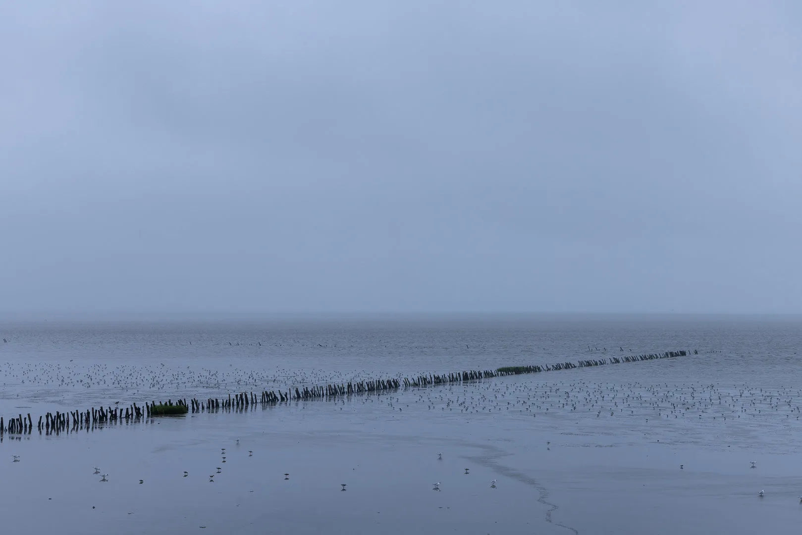 Fine art photography Wadden Sea by Ziggy Kańczukowski capturing a foggy landscape with a distinct line of trees on a foggy day.